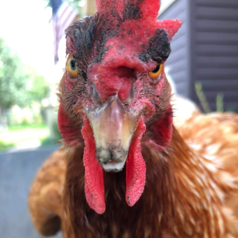 Meet your Posher, Ahmariamaria